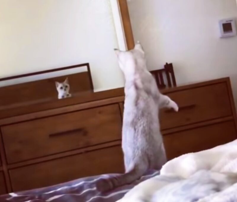 La réaction hilarante d'un chat à la vue de ses oreilles dans le miroir devient virale