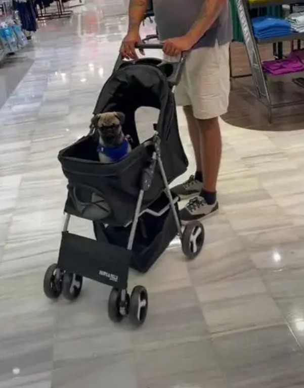 Un supermarché met à notre disposition des poussettes afin que les maîtres de chiens soient en mesure de faire leurs achats avec leur animal de compagnie