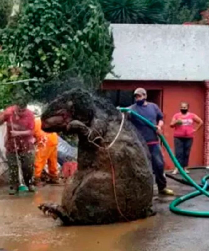 Un rat gigantesque a été découvert dans les réseaux d'égouts de la métropole mexicaine