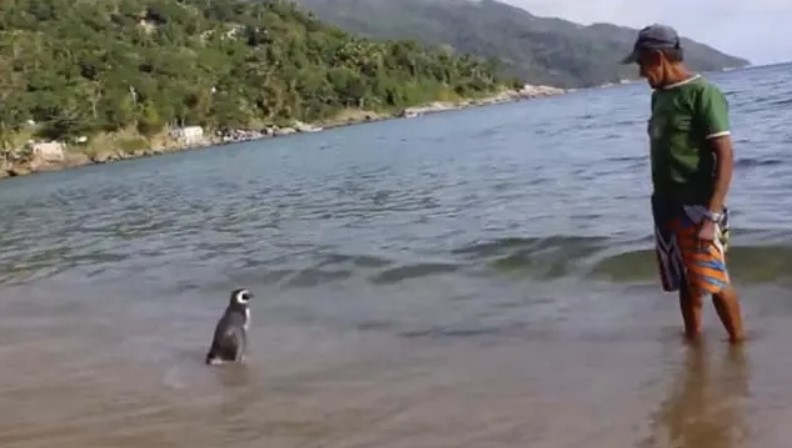Un pingouin effectue chaque année un trajet de 8 000 km pour remercier l'homme qui l'a sauvé et soigné