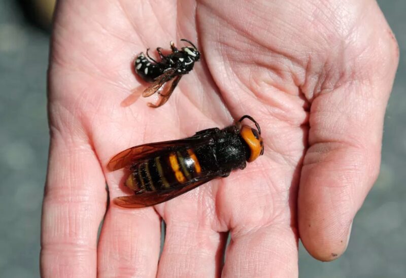 Attention : l'insecte le plus dangereux du monde a fait son apparition