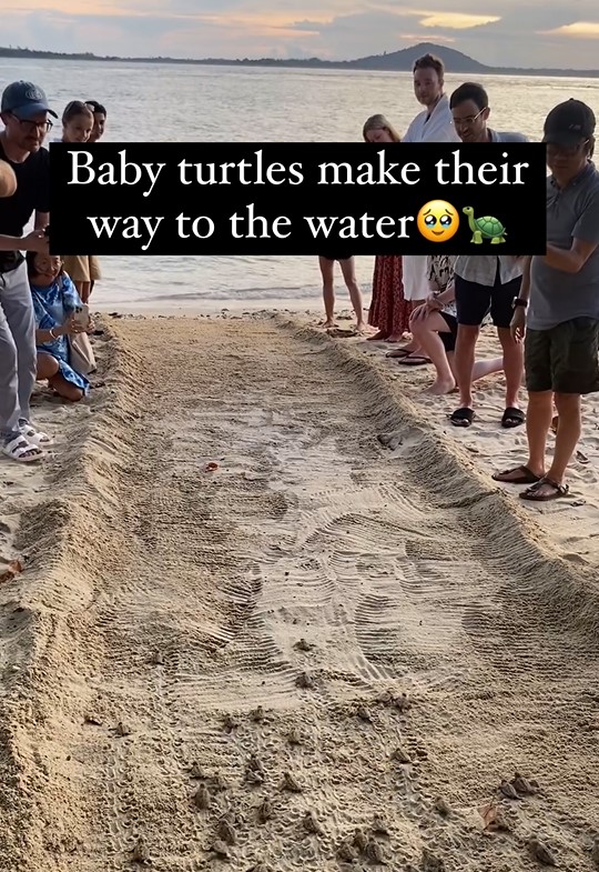 La vidéo capture des bébés tortues de mer qui courent sans peur dans l'océan pour la première fois