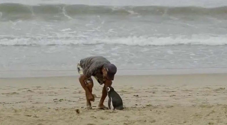 Un pingouin effectue chaque année un trajet de 8 000 km pour remercier l'homme qui l'a sauvé et soigné