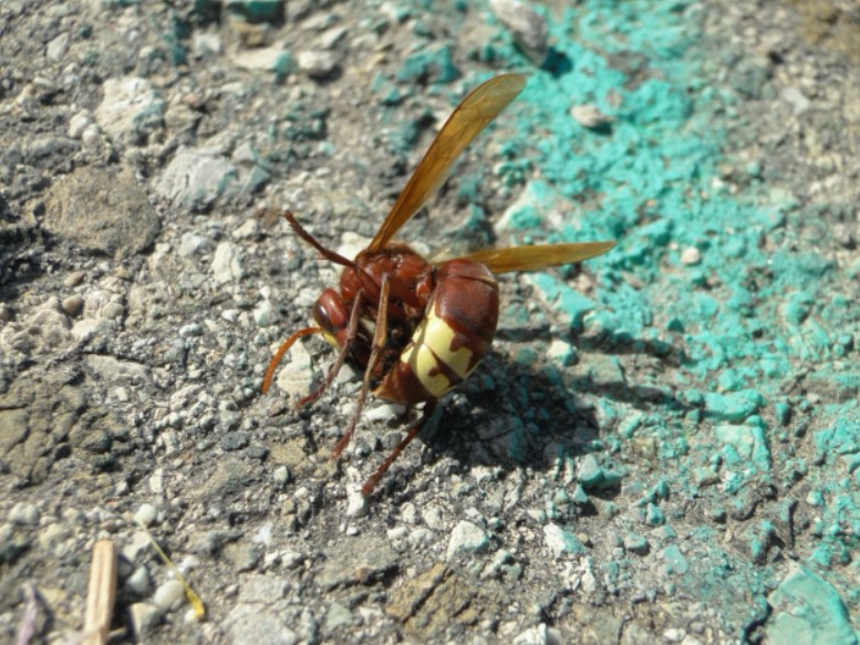 Attention : l'insecte le plus dangereux du monde a fait son apparition