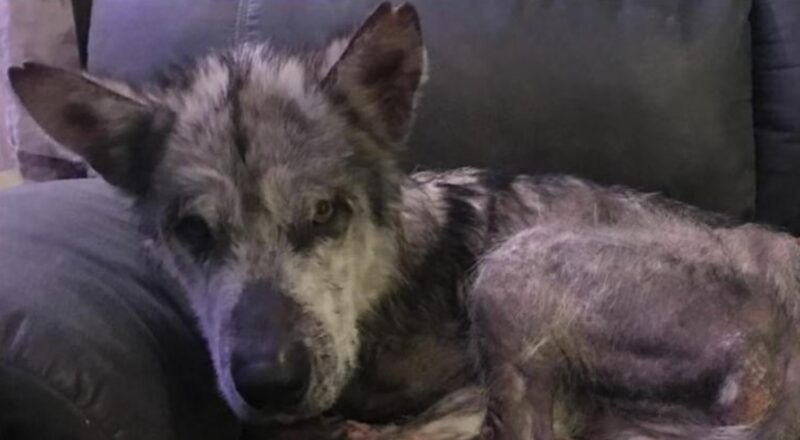 Lorsque le chien a été arraché aux mains des anciens propriétaires, il était impossible de le reconnaître comme un malamute