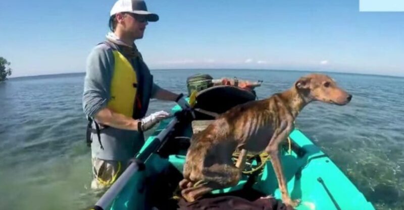 Un jeune photographe révèle un chien à bout de souffle, seul sur une île isolée, et lui sauve la vie