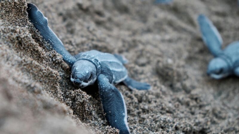 La vidéo capture des bébés tortues de mer qui courent sans peur dans l'océan pour la première fois