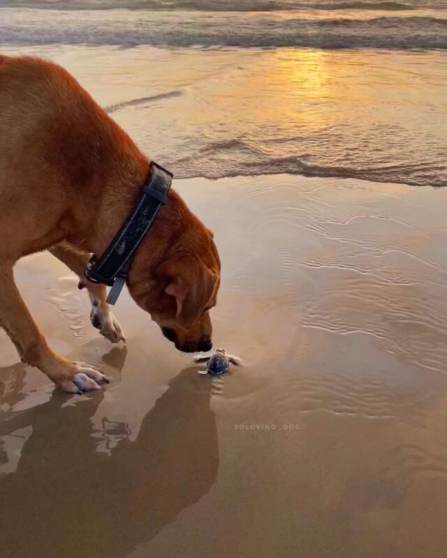 Un chien, abandonné sur la plage, se transforme en gardien de tortue