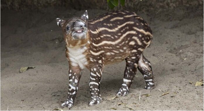 Un tapir a mis au monde un mignon bébé au zoo: le sourire du petit ravit les visiteurs