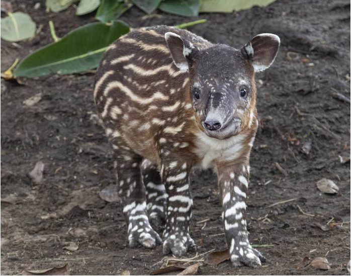 Un tapir a mis au monde un mignon bébé au zoo: le sourire du petit ravit les visiteurs