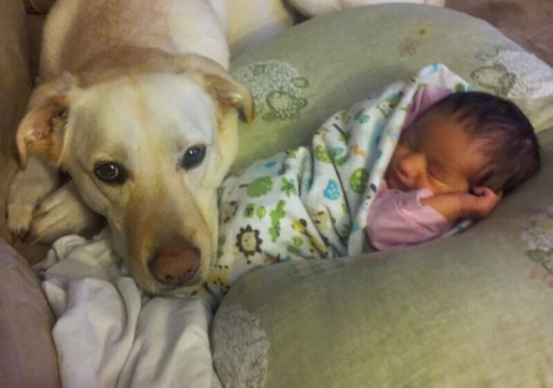 Ces touchantes premières rencontres entre un nouveau-né et son chien