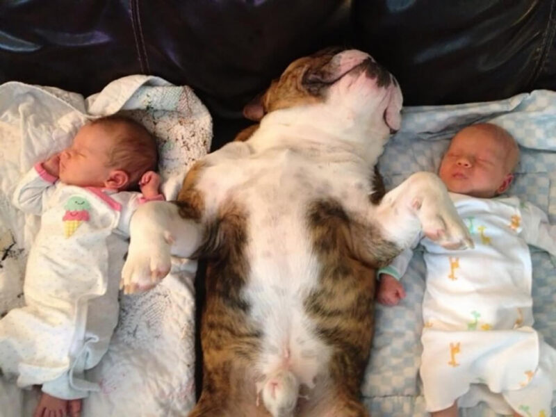 Ces touchantes premières rencontres entre un nouveau-né et son chien