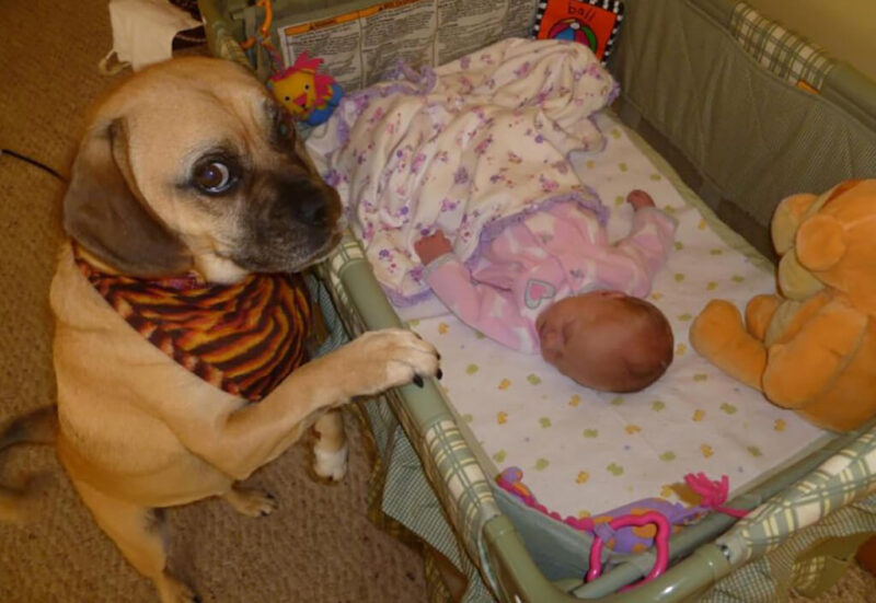 Ces touchantes premières rencontres entre un nouveau-né et son chien
