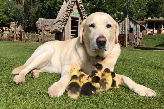 Ce Labrador âgé de 10 ans est devenu le papa de neuf canetons orphelins, auxquels il a offert ses soins et son affection