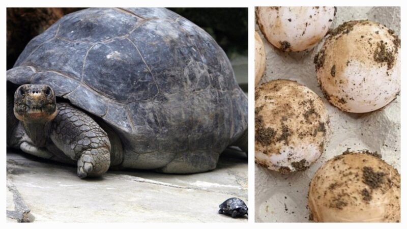 Une tortue en voie de disparition âgée de plus de 80 ans devient maman pour la 1ère fois; Une très bonne nouvelle