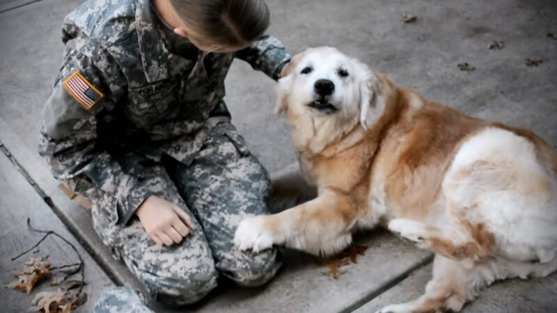 Une vieille chienne commence à fondre en larmes lorsqu'elle voit sa meilleure amie rentrer de l'armée