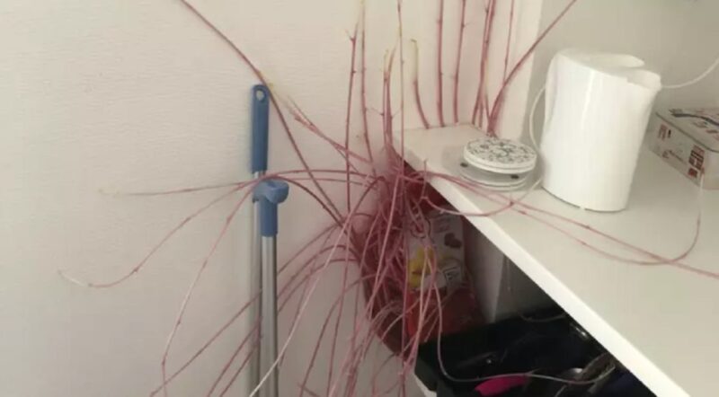 Une jeune fille rentre chez elle et découvre qu'une pomme de terre mutante a envahi son appartement