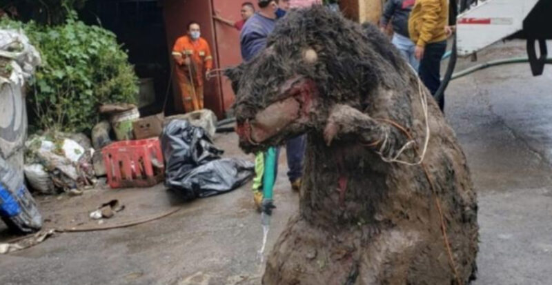Un rat gigantesque a été découvert dans les réseaux d'égouts de la métropole mexicaine