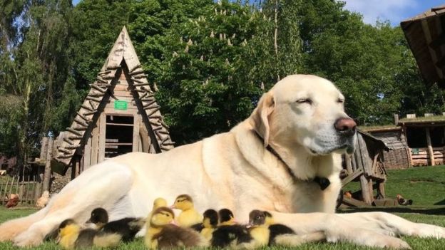 Ce Labrador âgé de 10 ans est devenu le papa de neuf canetons orphelins, auxquels il a offert ses soins et son affection