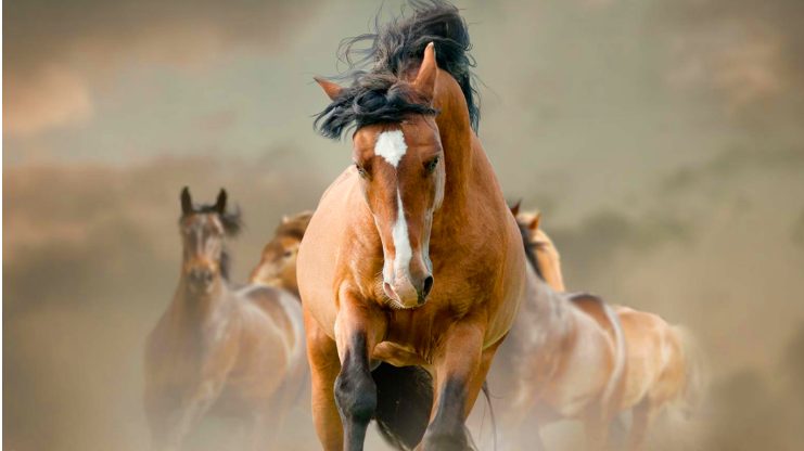 Une dame a installé un sanctuaire pour que les chevaux sauvages ne soient pas séparés de leur famille