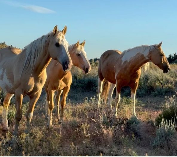 Une dame a installé un sanctuaire pour que les chevaux sauvages ne soient pas séparés de leur famille