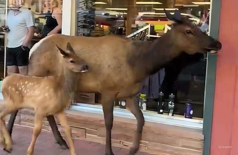 Un élan et un veau se promènent dans le centre-ville animé d'Estes Park, Colorado : «Ne vous occupez pas de nous, nous voulons juste faire un peu de shopping»