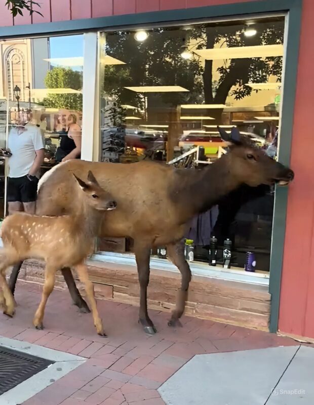 Un élan et un veau se promènent dans le centre-ville animé d'Estes Park, Colorado : «Ne vous occupez pas de nous, nous voulons juste faire un peu de shopping»