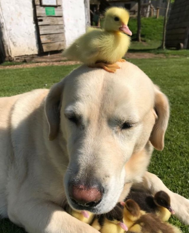 Ce Labrador âgé de 10 ans est devenu le papa de neuf canetons orphelins, auxquels il a offert ses soins et son affection