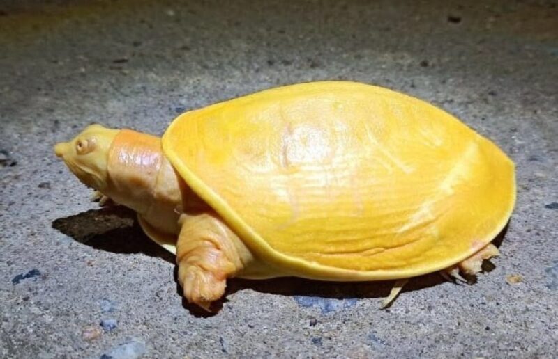 Une espèce rare de tortue à carapace jaune d'or a stupéfié le monde entier