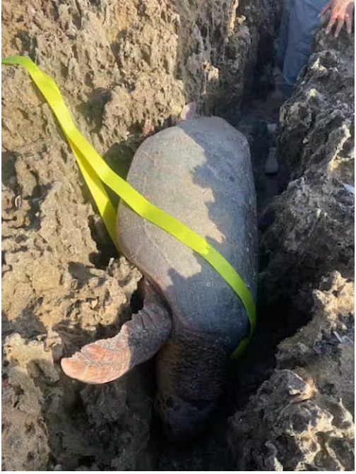 Des volontaires secourent une tortue de mer gigantesque bloquée entre deux rochers : elle avait déjà baissé les bras