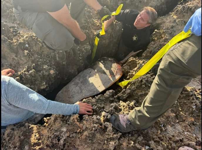 Des volontaires secourent une tortue de mer gigantesque bloquée entre deux rochers : elle avait déjà baissé les bras