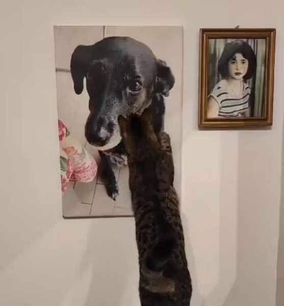 Ce chat câline une photographie de son copain chien disparu, un geste profondément émouvant