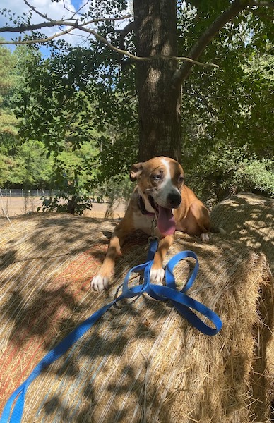 Ce chien a été jeté dans une benne à ordures après avoir uriné à la maison, son histoire est sur le point de prendre une autre tournure