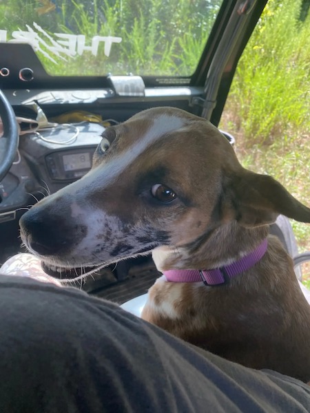 Ce chien a été jeté dans une benne à ordures après avoir uriné à la maison, son histoire est sur le point de prendre une autre tournure
