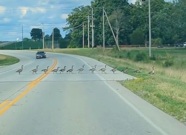 Ils se sont arrêtés pour permettre à des oies de traverser la route, puis ils ont regardé à leur gauche et sont restés bouche bée