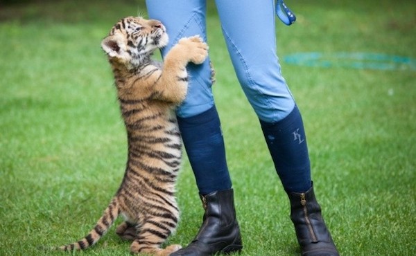 Un petit tigre abandonné par sa maman trouve du réconfort auprès d'un chiot, qui devient son meilleur copain