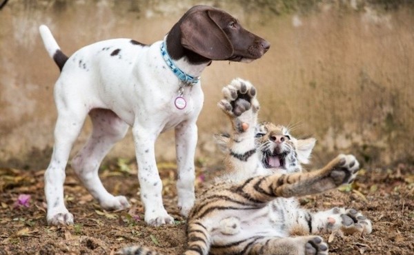 Un petit tigre abandonné par sa maman trouve du réconfort auprès d'un chiot, qui devient son meilleur copain