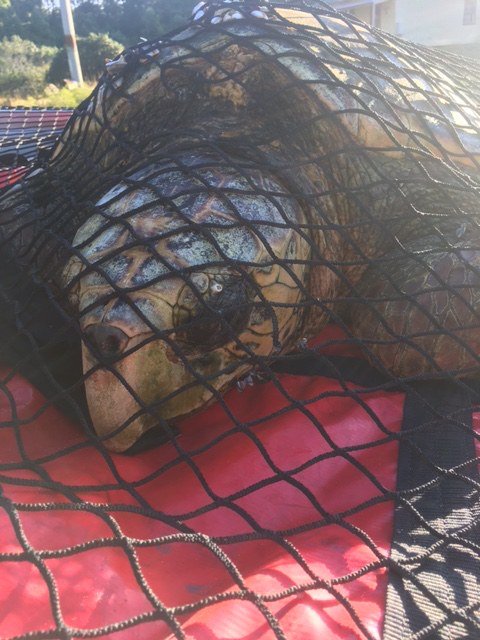 Le pêcheur a remarqué une tortue inhabituelle dans l'eau, s'est approché et a appelé à l'aide de toute urgence