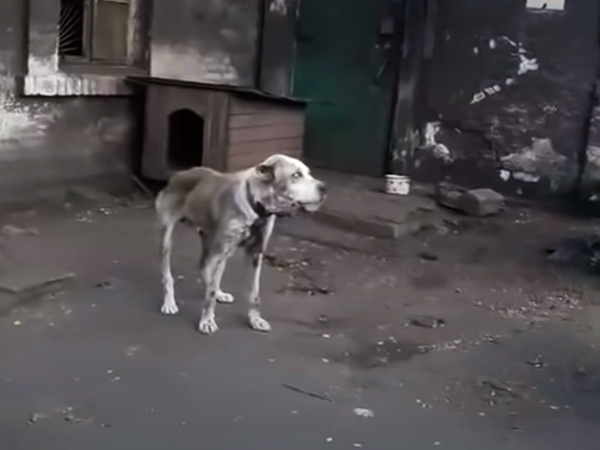 La femme retrouve enfin son chien affamé, volé il y a 2 ans