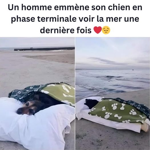 Un homme fait voir la mer pour la dernière fois à son chien âgé : "la perte est la chose la plus pénible"