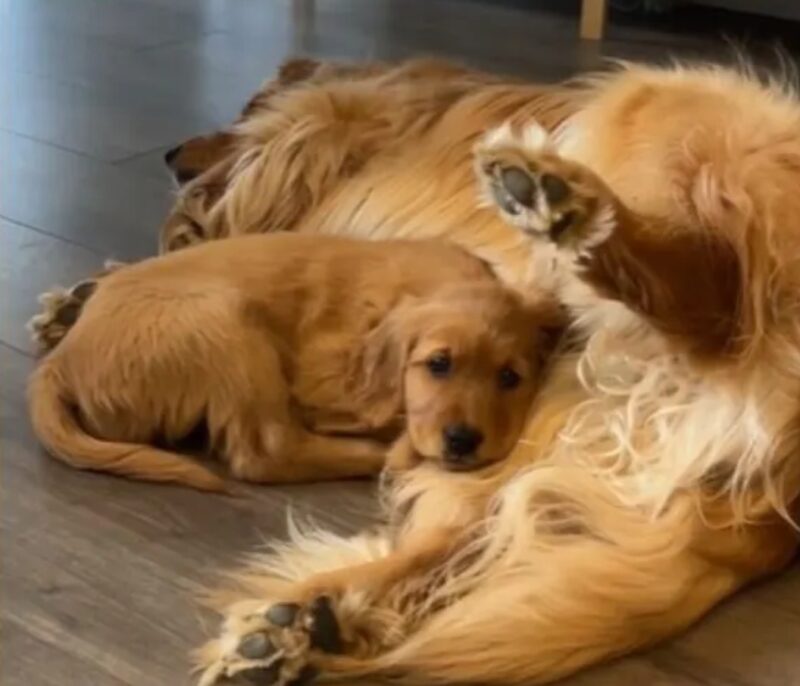Précieux : un Golden Retriever devient instantanément le meilleur ami de ce nouveau chiot