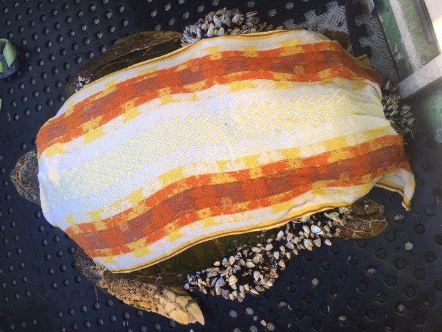 Le pêcheur a remarqué une tortue inhabituelle dans l'eau, s'est approché et a appelé à l'aide de toute urgence