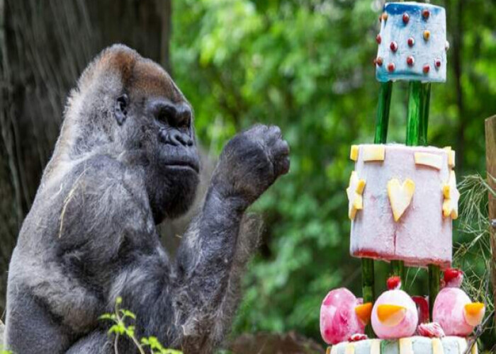 Le doyen des gorilles du monde célèbre son 60ème anniversaire