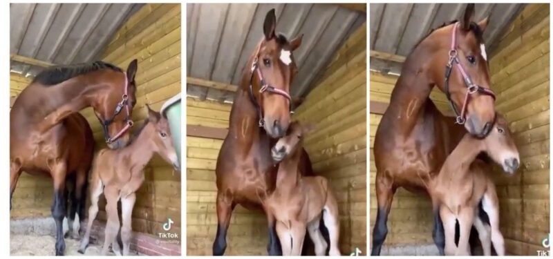 Un poulain qui a perdu sa maman a été adopté par un cheval au cœur déchiré