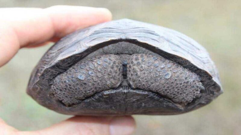 Des bébés tortues viennent au monde sur l'île des Galápagos, pour la première fois depuis 100 ans