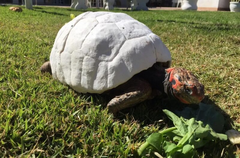 Une tortue ayant perdu sa carapace dans un incendie se voit offrir la 1ère carapace 3D imprimée