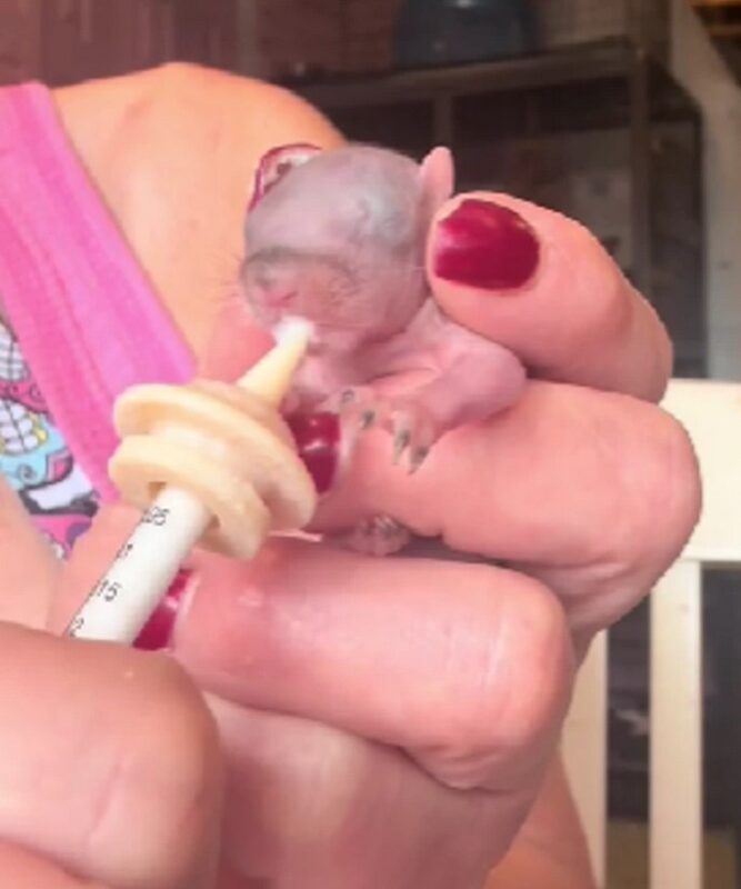 Une femme a sauvé un bébé animal abandonné et son état délicat a stupéfié tout le monde