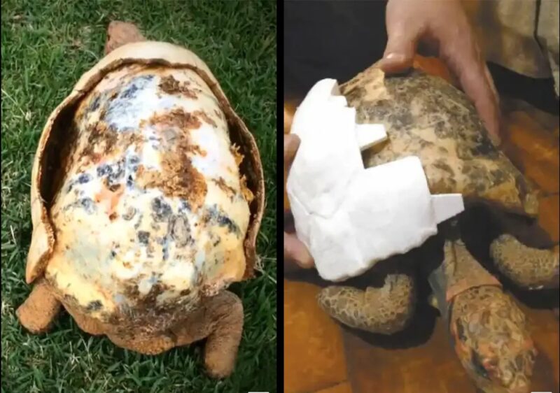 Une tortue ayant perdu sa carapace dans un incendie se voit offrir la 1ère carapace 3D imprimée