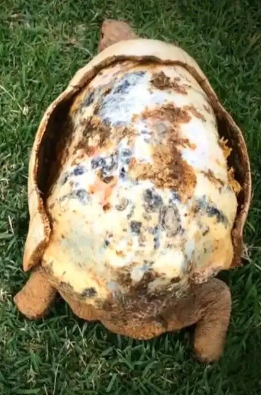 Une tortue ayant perdu sa carapace dans un incendie se voit offrir la 1ère carapace 3D imprimée