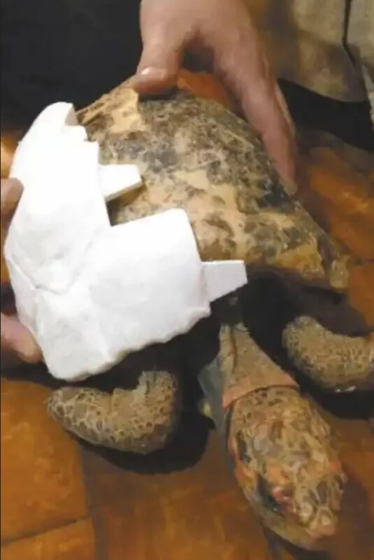 Une tortue ayant perdu sa carapace dans un incendie se voit offrir la 1ère carapace 3D imprimée
